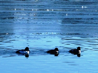 �Ɋ��̒��A��������